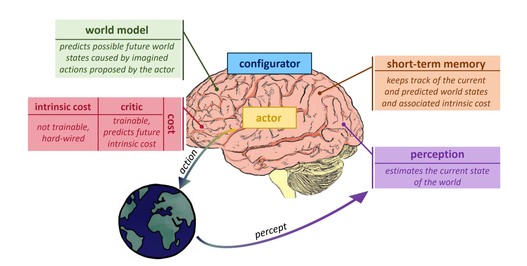Diagram of LeCun’s modular AI drawn over a brain, with a configurator, actor, world model, short-term memory and perception, plus a cost module split into a hard-wired intrinsic cost and a trainable critic. The actor sends actions to the world, and percepts come back to the perception module.