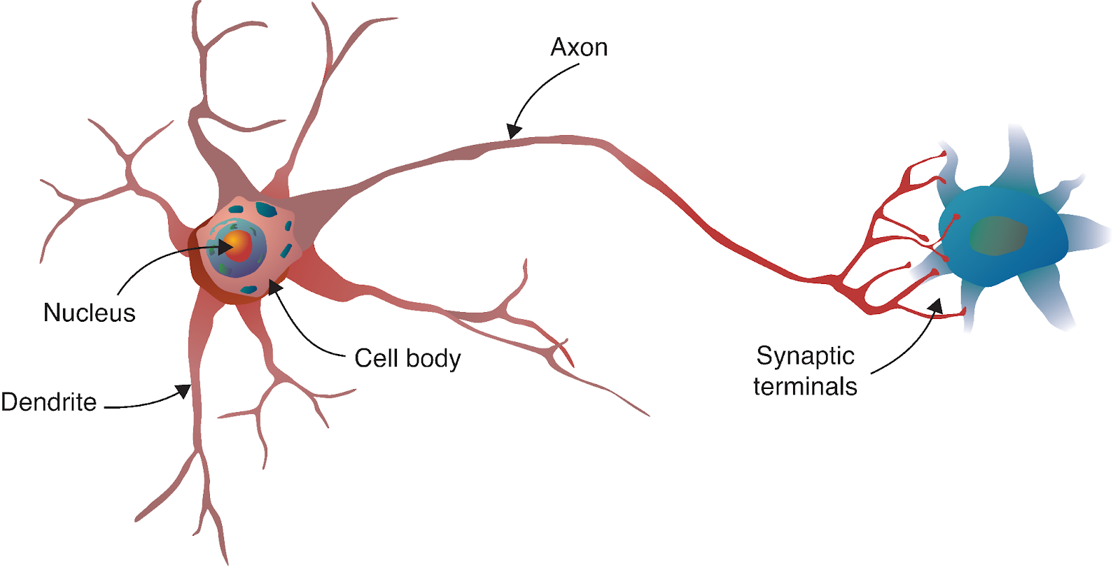 Esquisse d'un neurone simplifié avec quelques structures principales identifiées.