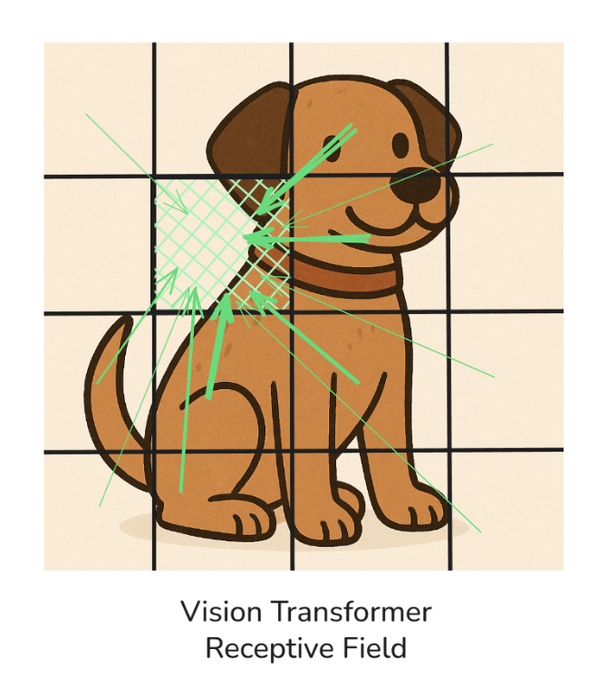 Receptive Field of Vision Transformer - Image by Author.
