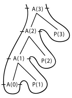 traversed tree
