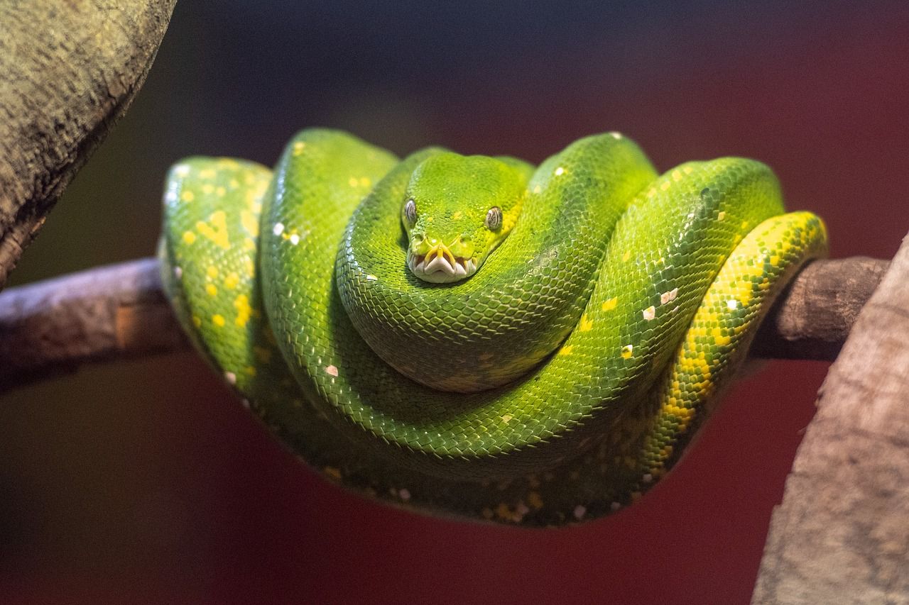 Pythonschlange